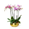 Arreglo de 3 Orquídeas en Bowl