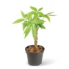 Árbol del Dinero Pachira