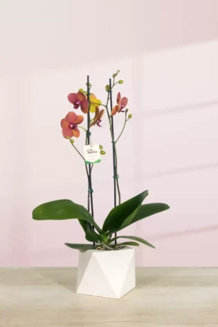 Orquídea Naranja 2 varas florales