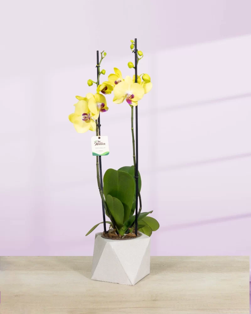 Orquídea amarilla centro morado 2 varas florales