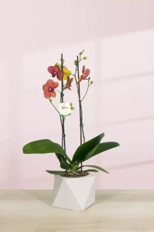 Orquídea Naranja 2 varas florales