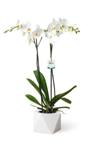 Orquídea blanca 2 varas florales