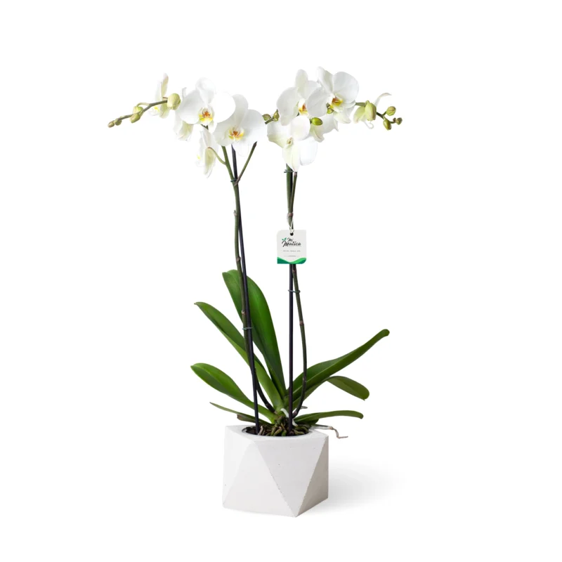 Orquídea blanca 2 varas florales