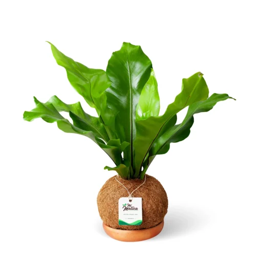 Kokedama Helecho Nido Liso