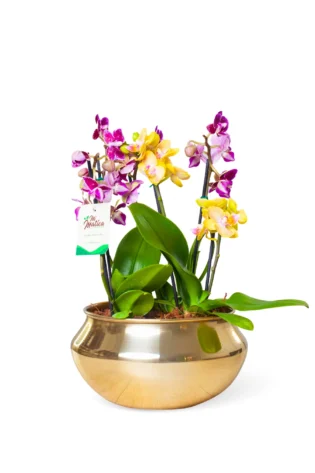 Arreglo de 3 Orquídeas Baby en Bowl Dorado