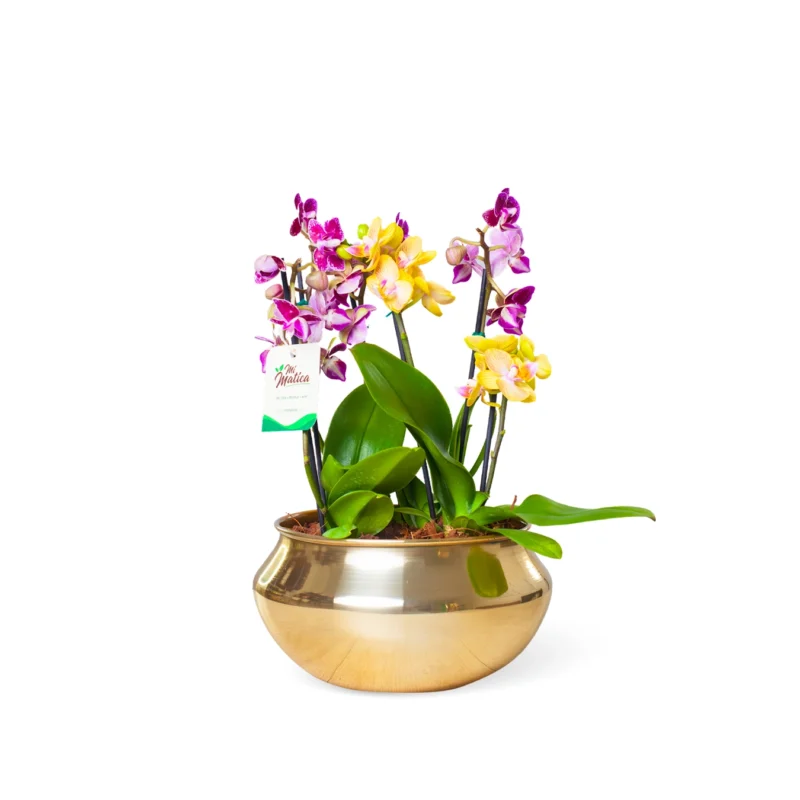 Arreglo de 3 Orquídeas Baby en Bowl Dorado