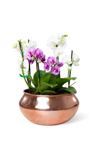 Arreglo de 3 Orquídeas Baby en Bowl Oro Rosa