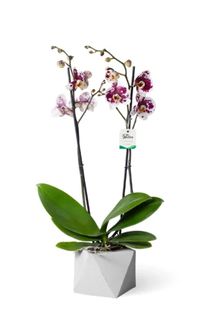 Orquídea blanca con manchas de 2 varas florales