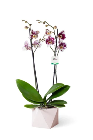 Orquídea Blanca con manchas de 2 Varas Florales en matera de Concreto
