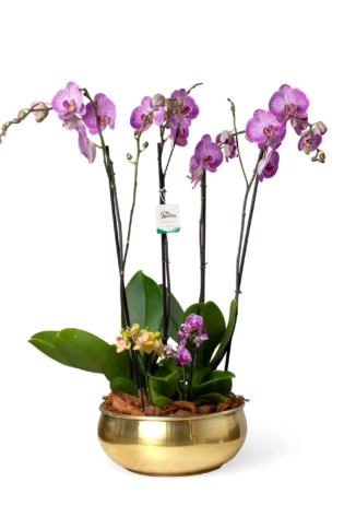 Arreglo de Orquídeas en Bowl