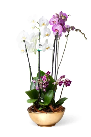 Arreglo de Orquídeas en Tazón Dorado