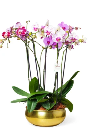 Arreglo de 3 Orquídeas en Bowl