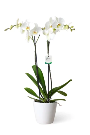 Orquídea Blanca 2 varas Cerámica