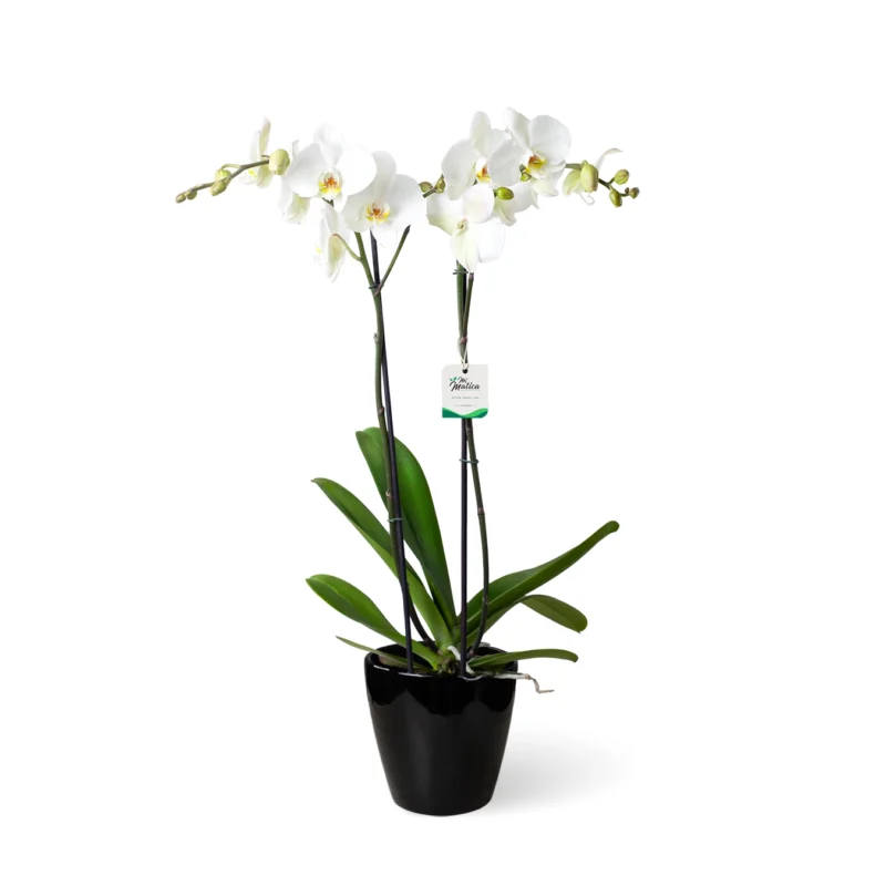 Orquídea Blanca 2 varas Cerámica Negra