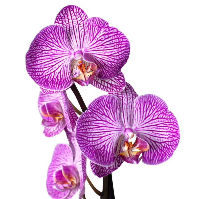 Orquídea Phalaenopsis fucsia rayada