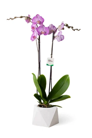 Orquídea Fucsia Rayada 2 varas Concreto