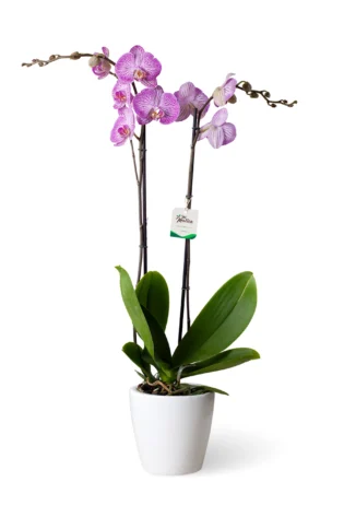 Orquídea Fucsia Rayada 2 varas Cerámica