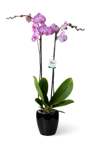 Orquídea Fucsia Rayada 2 varas Cerámica Negra