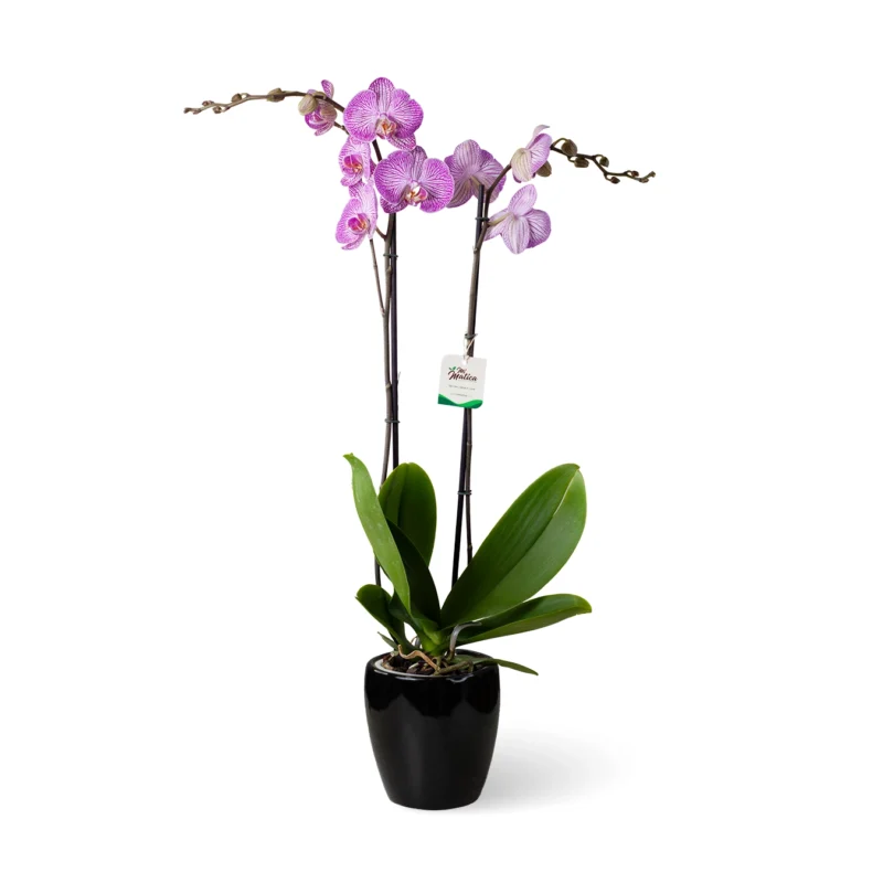 Orquídea Fucsia Rayada 2 varas Cerámica Negra