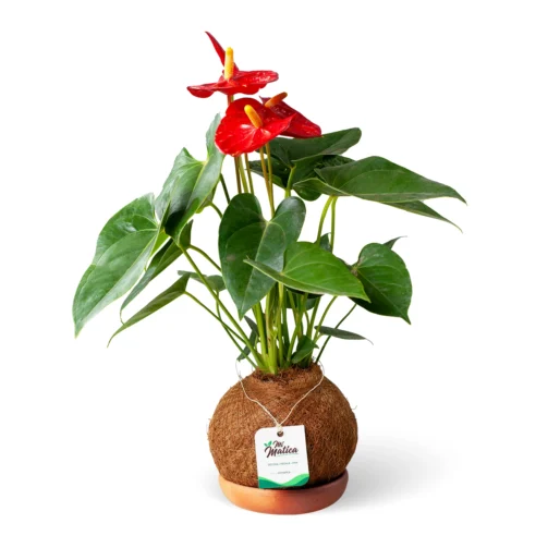 Kokedama Anturio Rojo