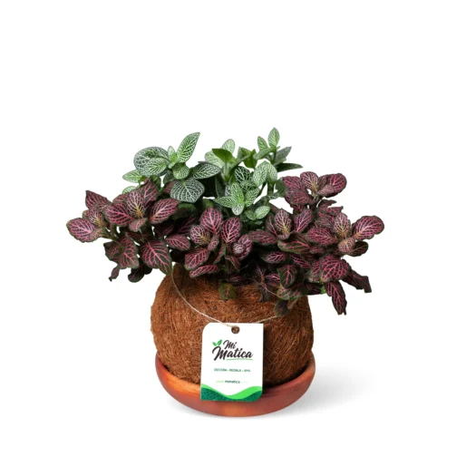 Kokedama Fittonia Doble