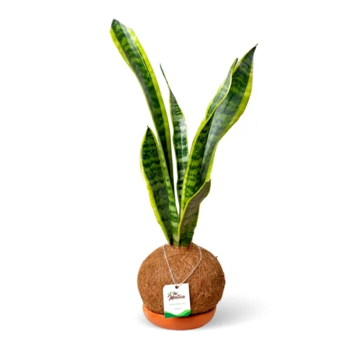 Kokedama Lengua de Suegra
