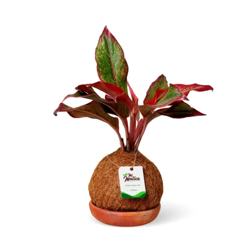 Kokedama Aglaonema Roja