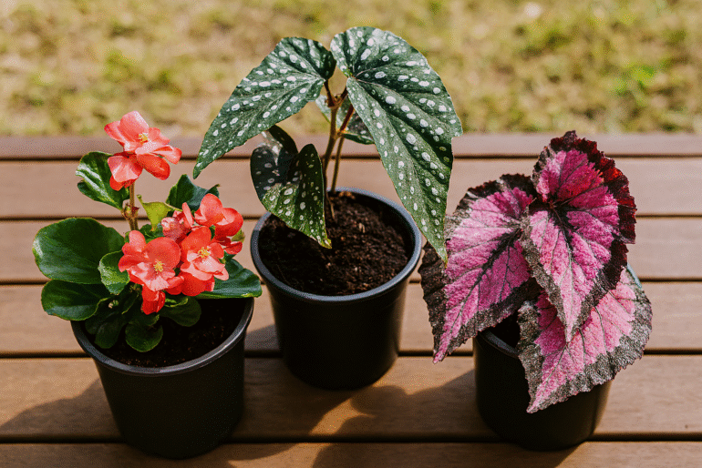 Cuidado de Begonias en Casa | Guía de Mi Matica