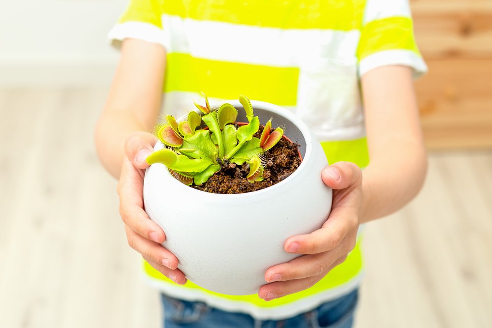 Planta Carnívora en matero. Cuidado de las Plantas carnívoras