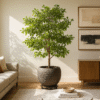 Olivo negro Bucida buceras en matera decorativa dentro de sala moderna con luz natural de la tarde. Planta ornamental ideal para interiores en Colombia, recomendada por Mi Matica.