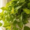 Pothos dorado colgante en repisa blanca con luz natural suave, ideal para decoración interior en Bucaramanga, Cúcuta y Colombia.