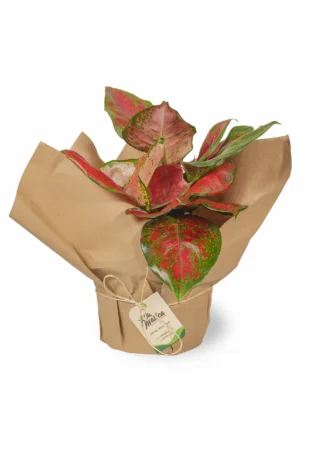 aglaonema-roja