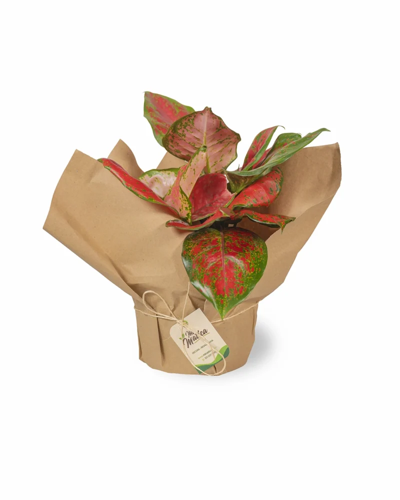 aglaonema-roja