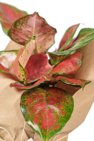 aglaonema-reina-roja-para-regalo-mi-matica-enfoque