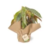 begonia-ala-de-angel-2
