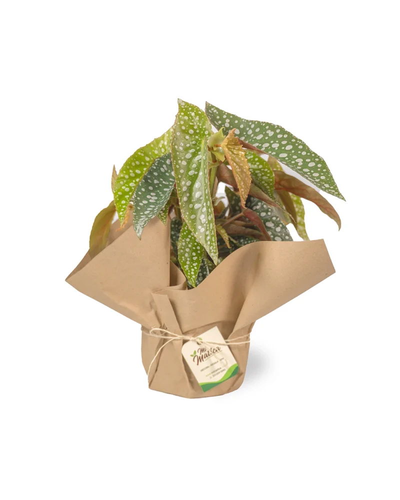 begonia-ala-de-angel-2