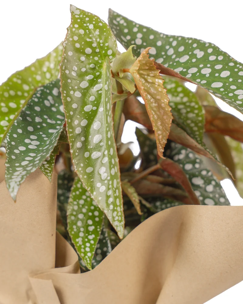 begonia-ala-de-angel-2-regalo-mi-matica-enfoque-