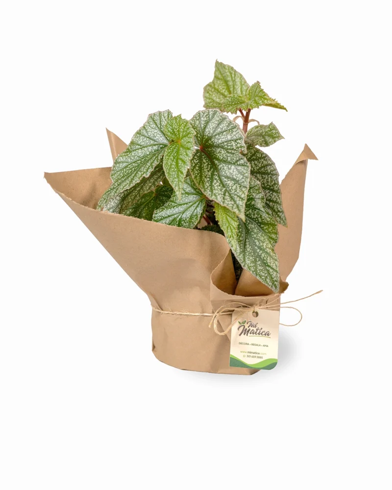 begonia-ala-de-angel