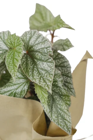 begonia-ala-de-angel-regalo-mi-matica-enfoque-
