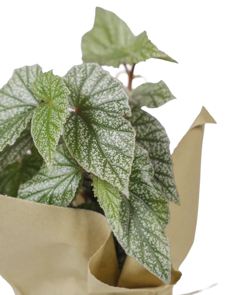 begonia-ala-de-angel-regalo-mi-matica-enfoque-