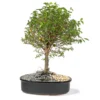 bonsai-de-guayacan-en-matera-de-cerámica
