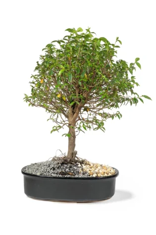 bonsai-de-guayacan-en-matera-de-cerámica