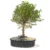 bonsai-de-guayacan-en-matera-de-cerámica