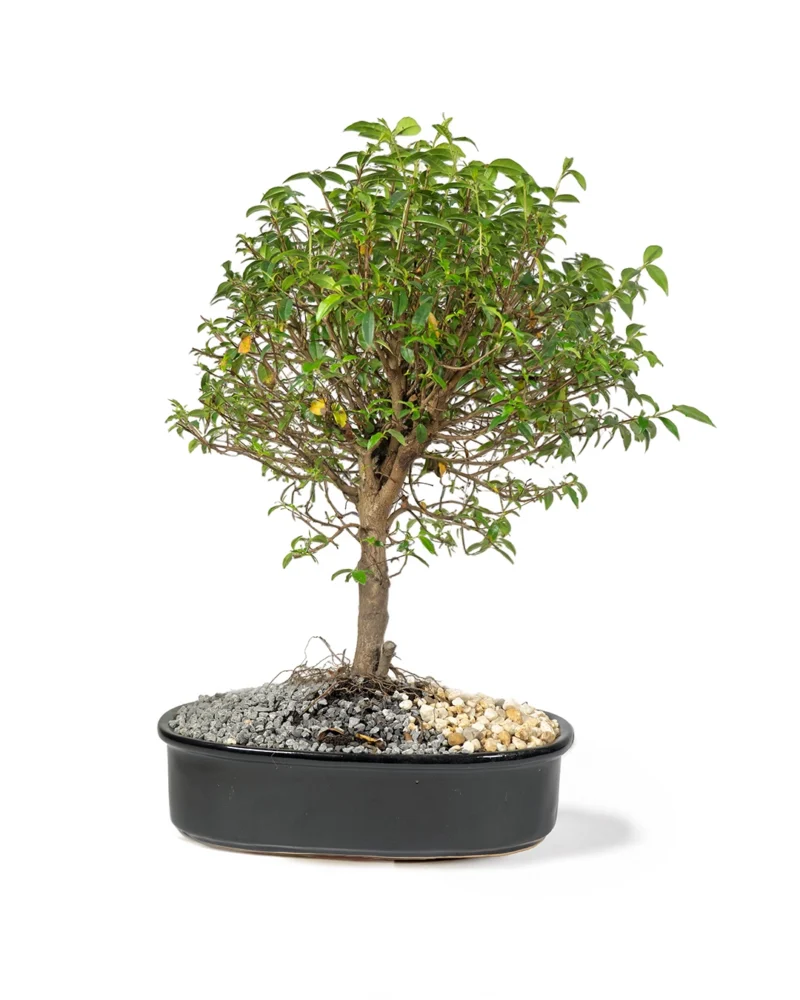 bonsai-de-guayacan-en-matera-de-cerámica