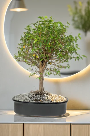 bonsai-de-guayacan-en-matera-de-ceramica-negra
