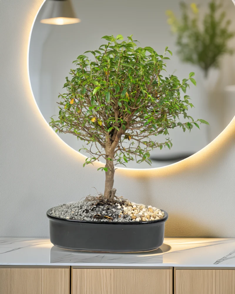 bonsai-de-guayacan-en-matera-de-ceramica-negra