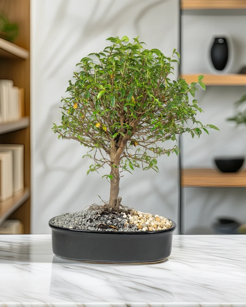 bonsai-de-guayacan-en-matera-de-ceramica-negra-en-oficina