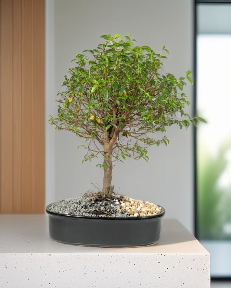 bonsai-de-guayacan-en-matera-de-ceramica-negra-en-sala