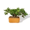 bonsai-de-jade-macho