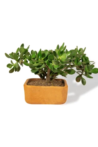 bonsai-de-jade-macho